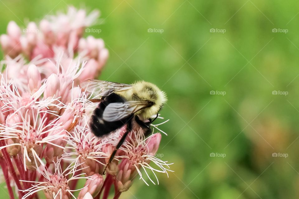 Pink flowers and bee