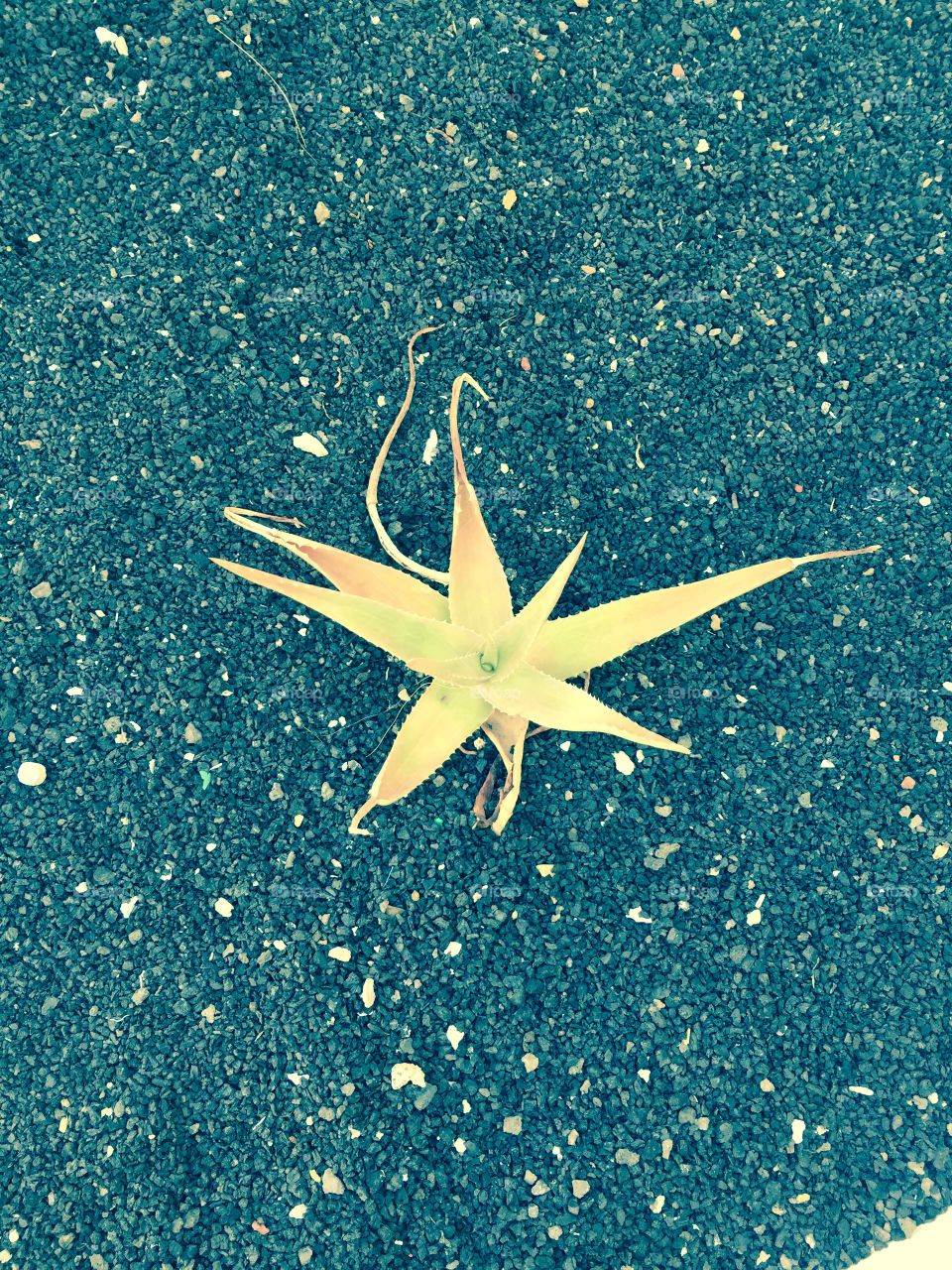 Aloe Vera de Lanzarote Islas Canaria 