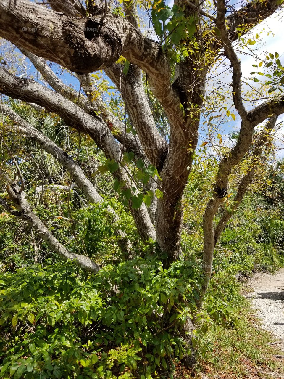 Another beautiful tree