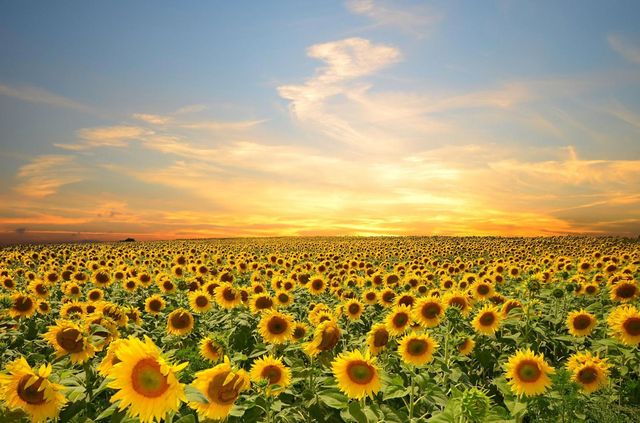 Yellow season