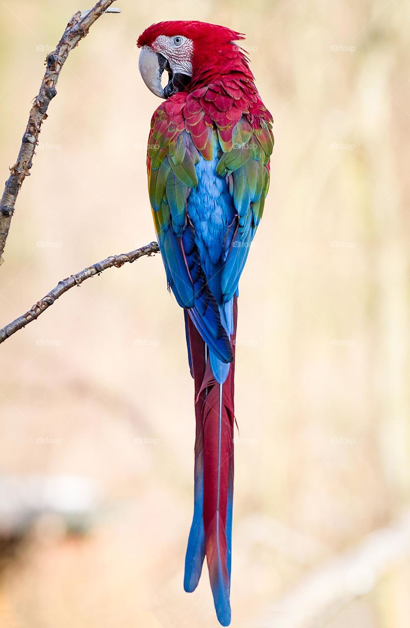 colorful macaw perched on a branch often evokes a sense of awe and admiration. Its vibrant plumage, with a mix of bright blues, reds, yellows, and greens, can stir feelings of joy and wonder.