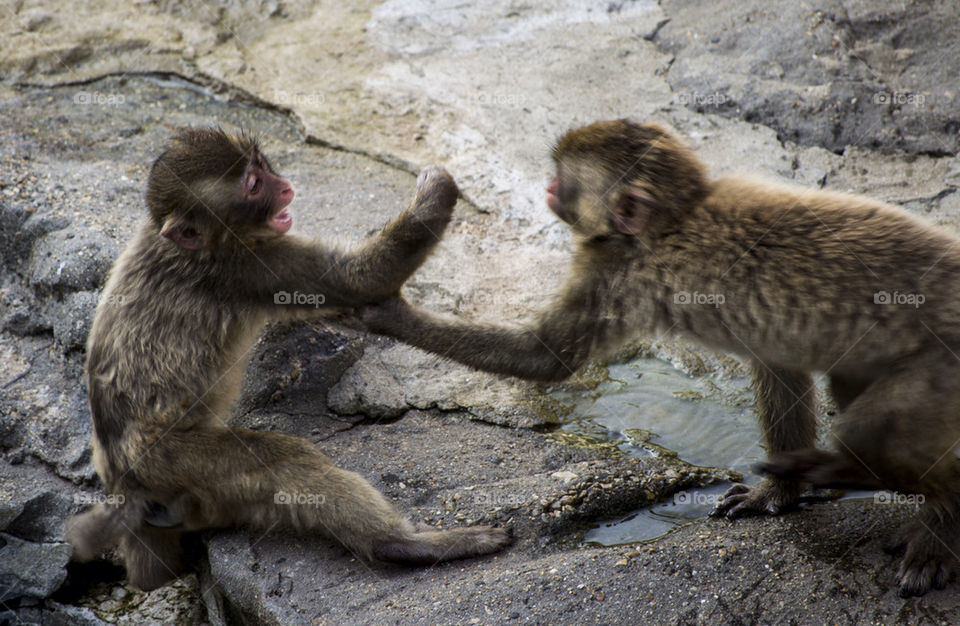 monkey ape primate korea by mo