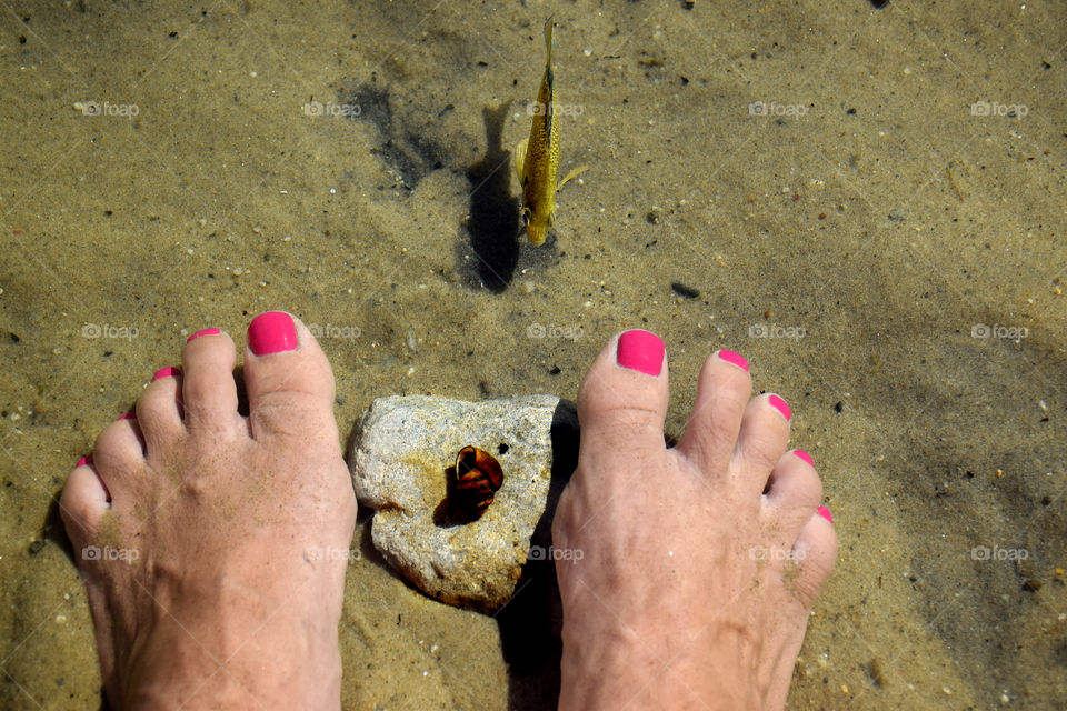 Standing in the water with a little fish and a sea shell on a rock