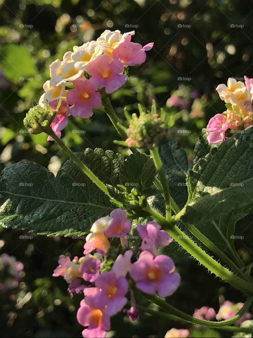 Lantana