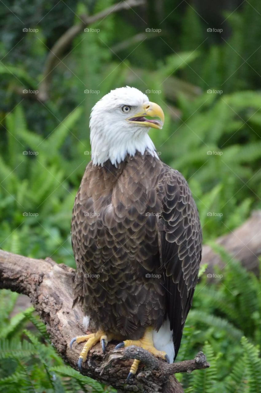 Lowry park zoo eagle