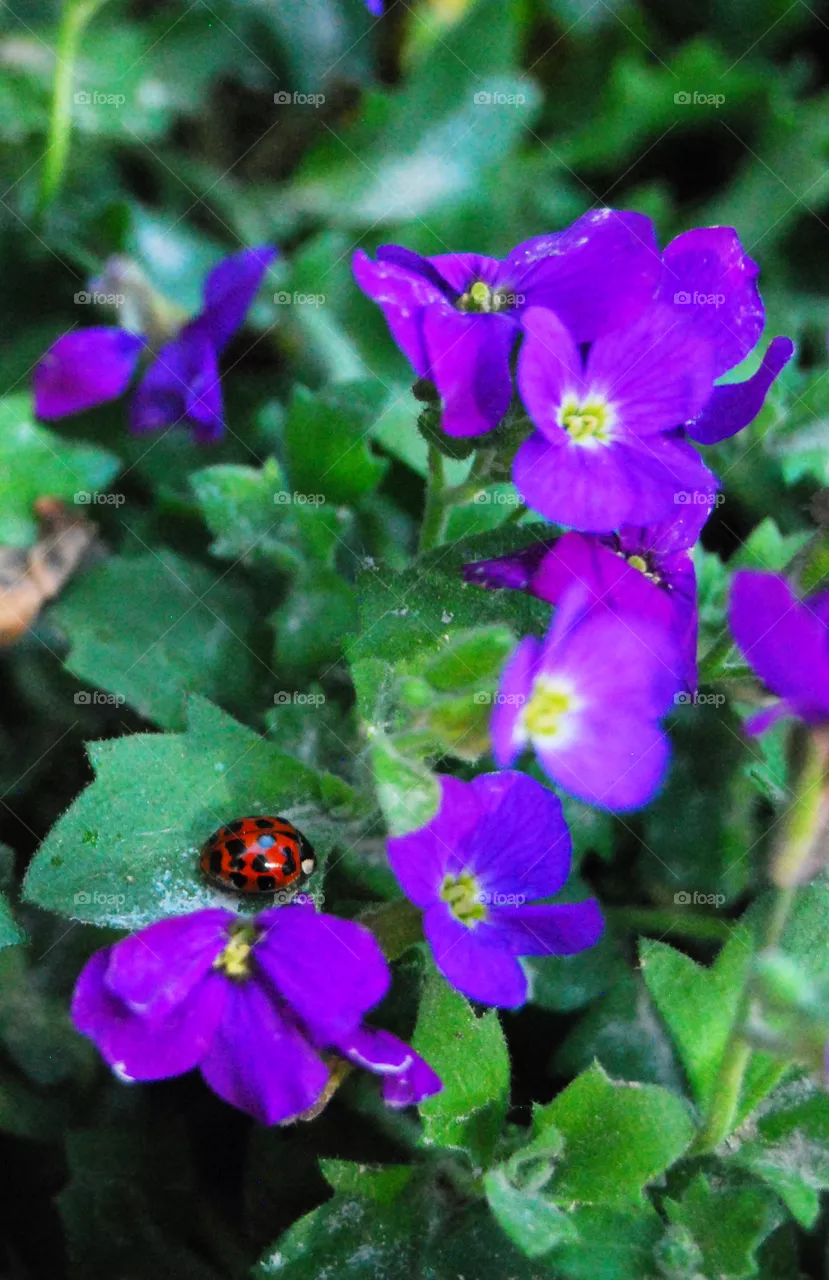 Lady bug