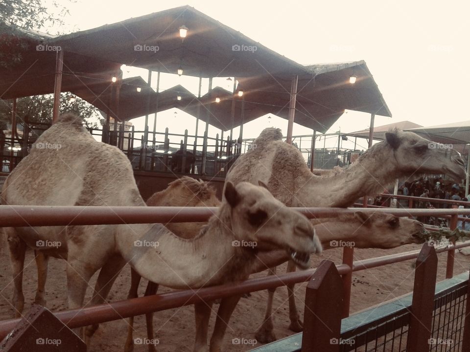 Camels
