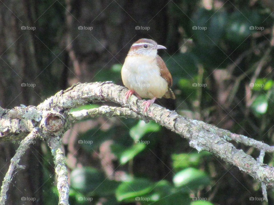 Bird, Wildlife, Nature, Tree, Outdoors