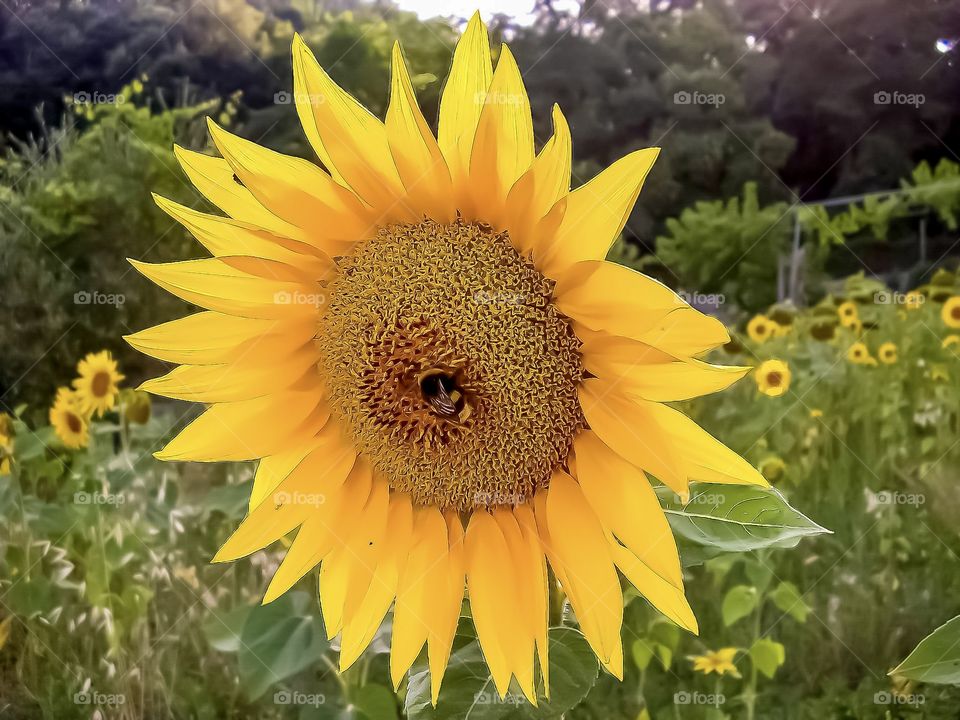 Bee on flowers . Living in harmony 