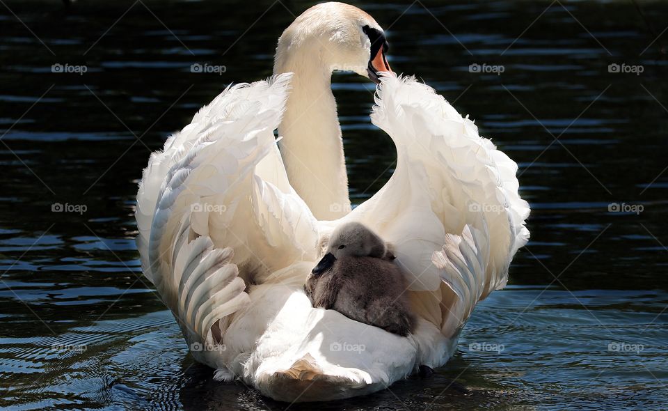 Little swan