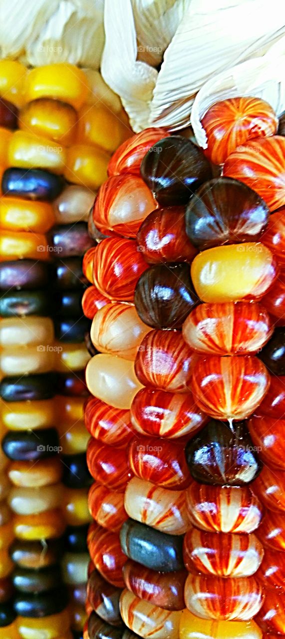 Close-up of dried corn