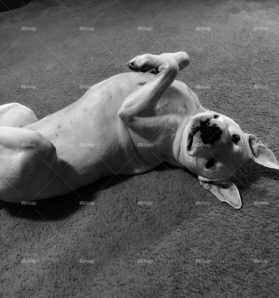 I’m so cute! Pit Bull rolls over on back and gives cute face for belly rubs. She is a show off. 