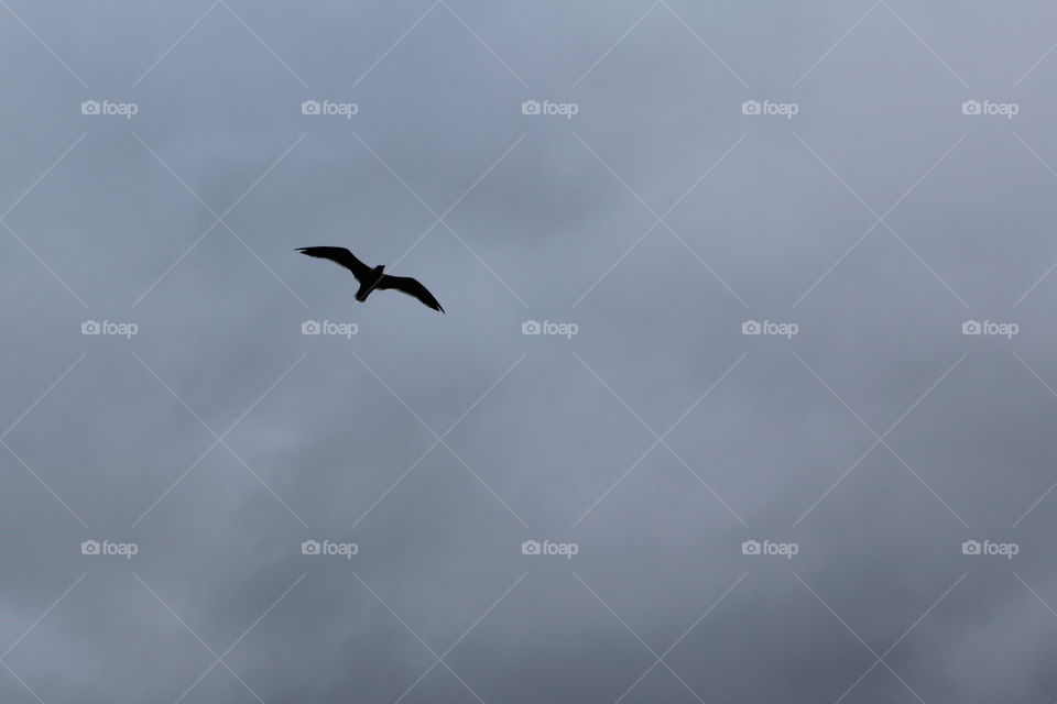 Bird flying solo in overcast cold sky 