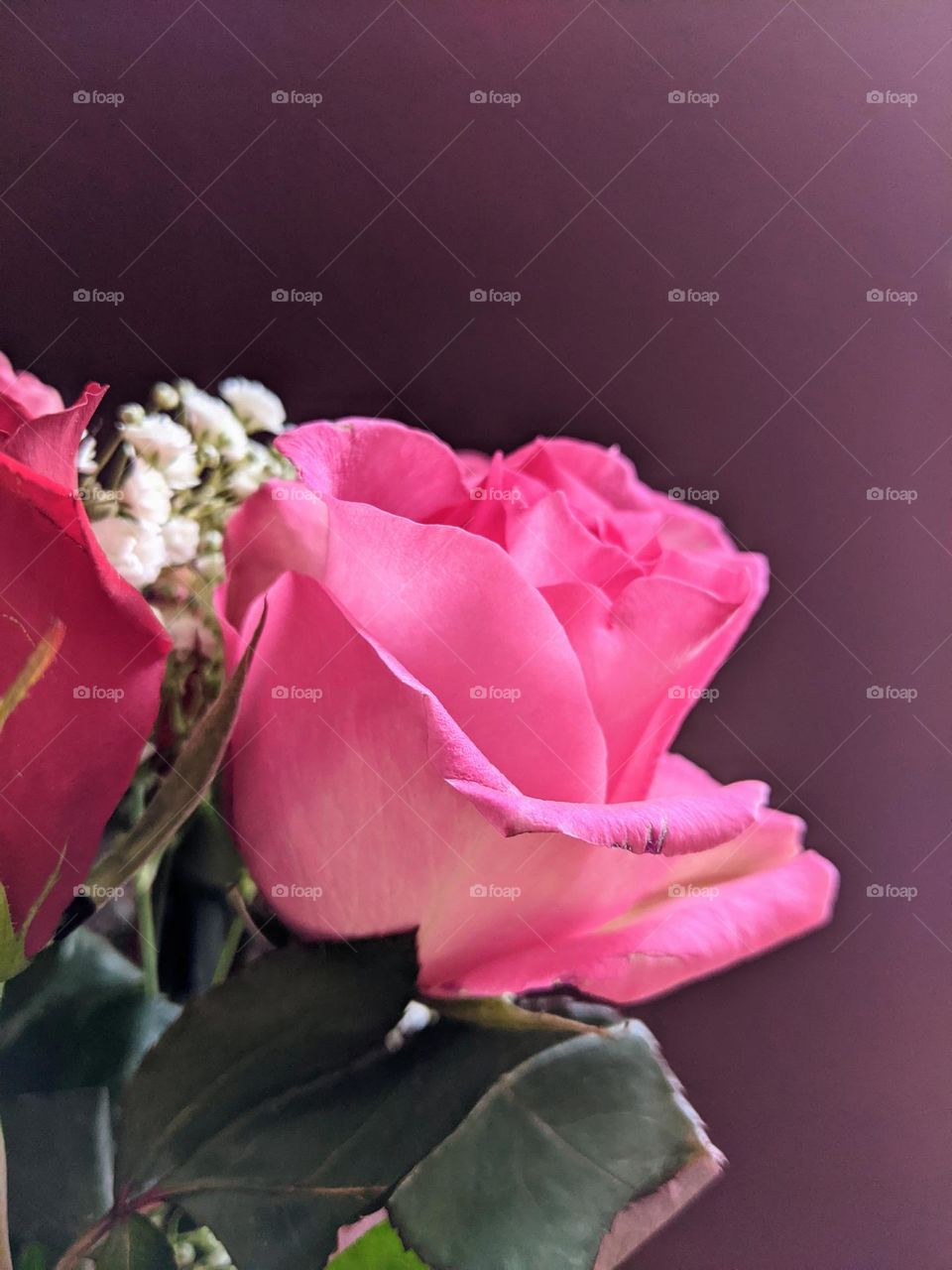 side view of a pink rose