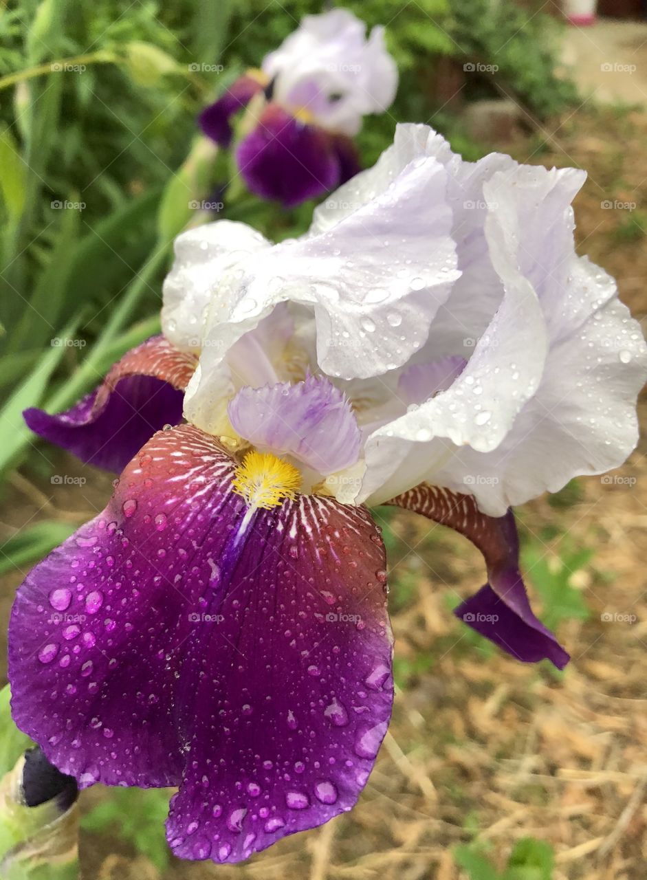 Flower, iris, spring, summer, rain, storm, damage, wet, droplets, color, purple, grass, green, brown