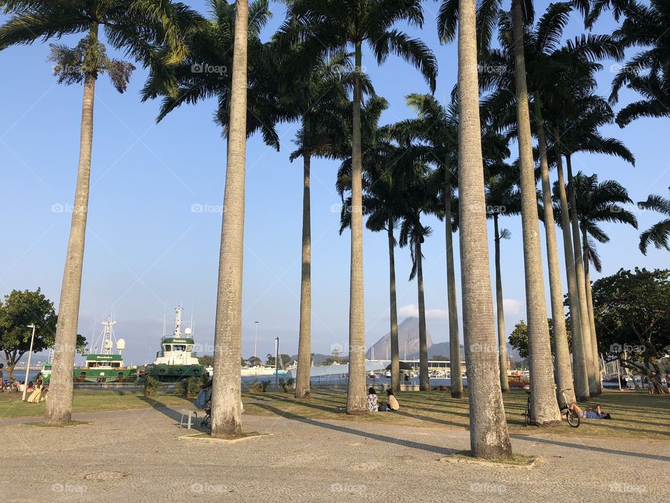 sugar lofty behind palms