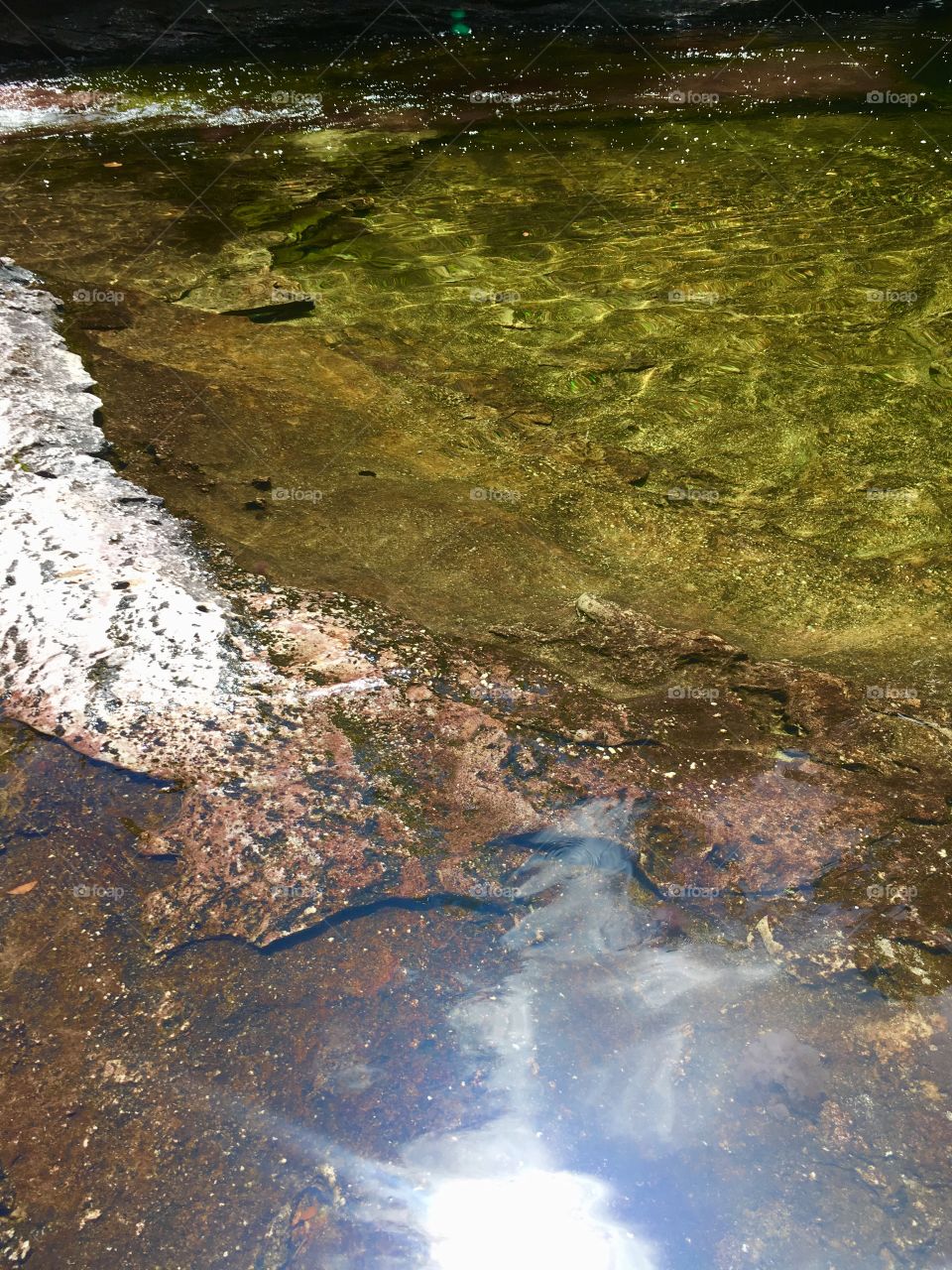 Algae in water