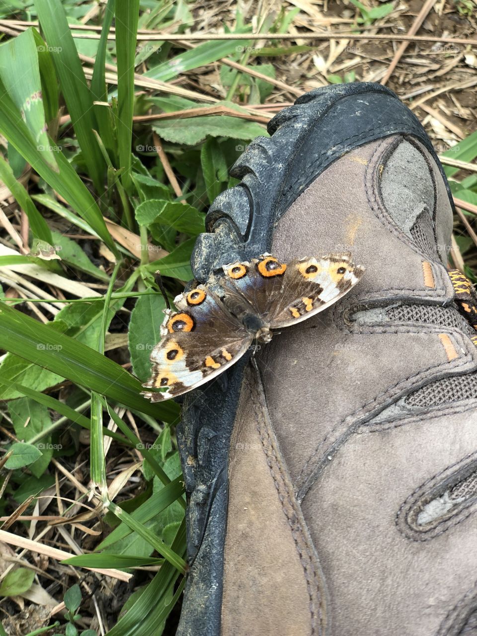 Butterfly on my shoe
