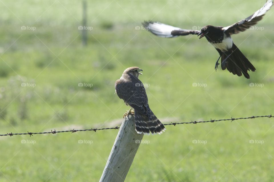 Magpie harassing a Prairie Falcon