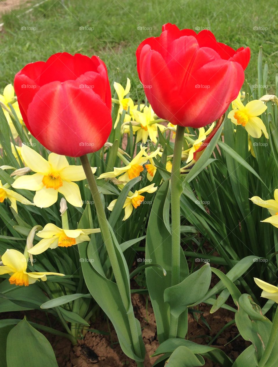 Bright tulips in garden

