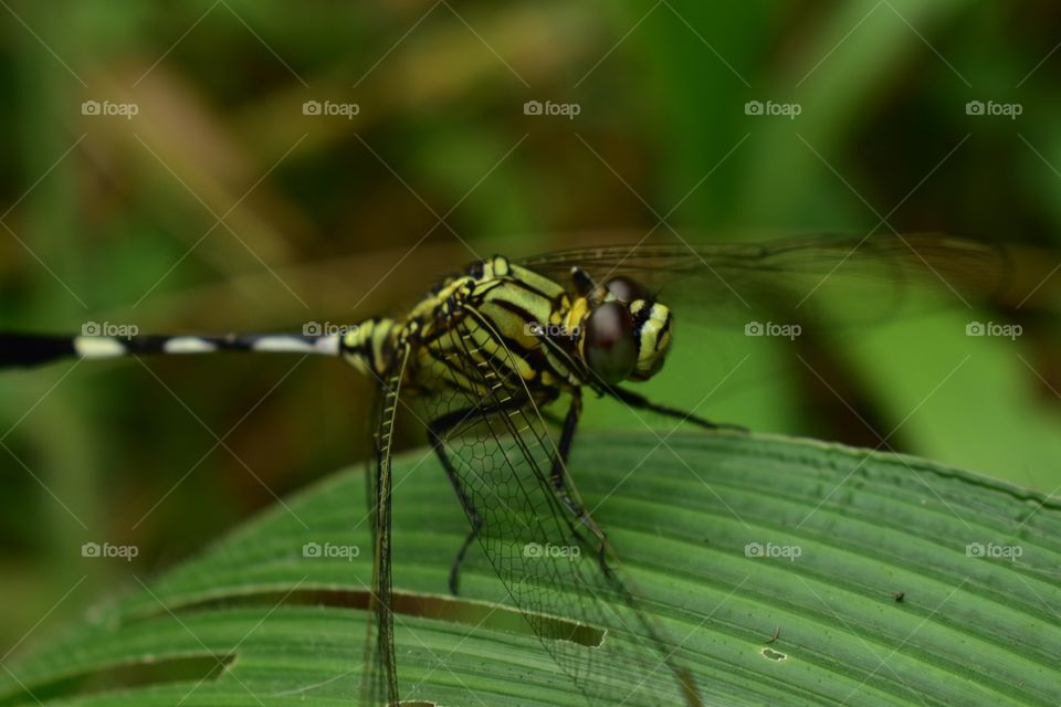 dragonfly
