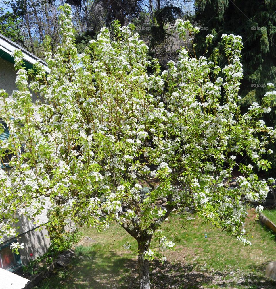 Pear tree