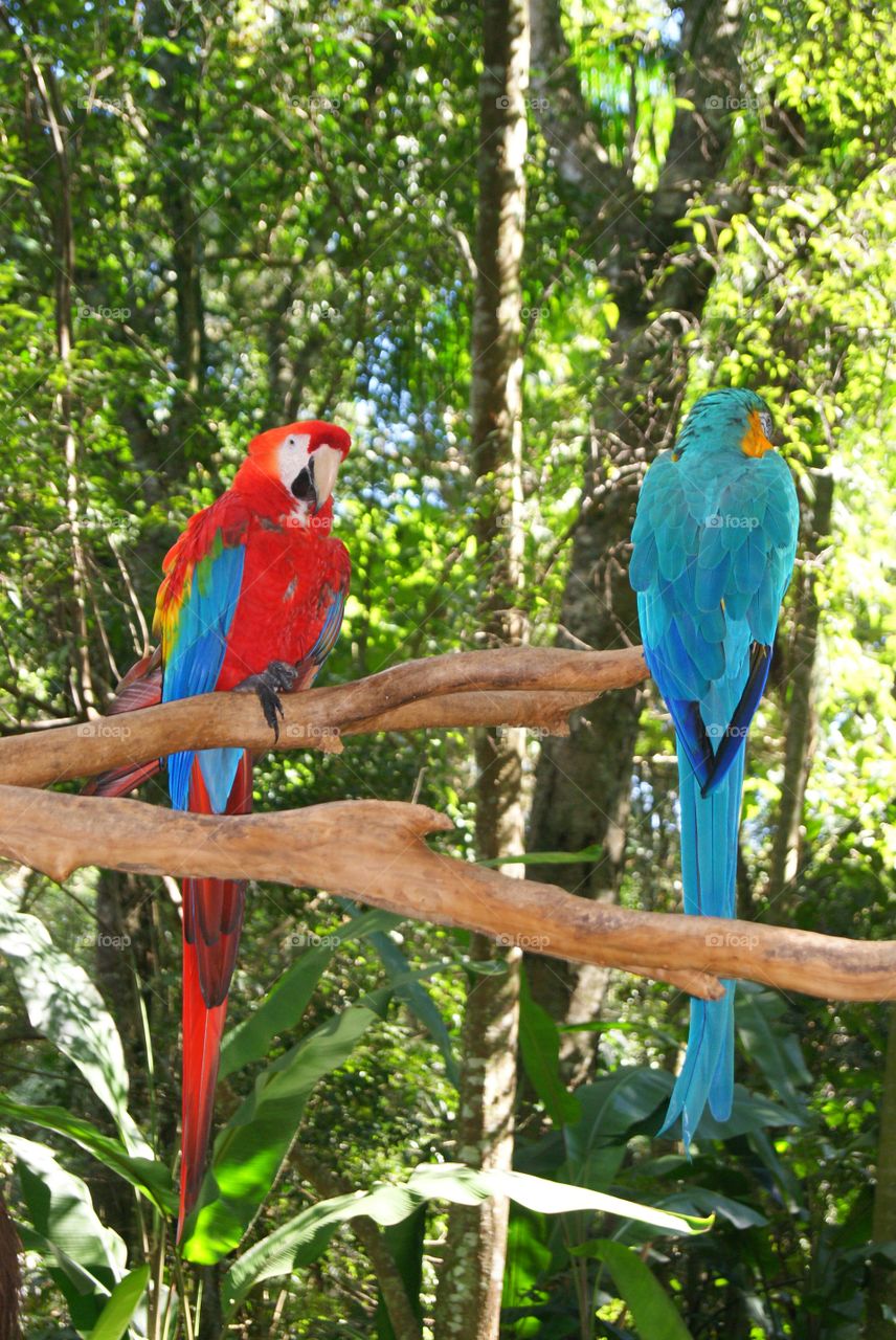 Macaws. Macaws 
