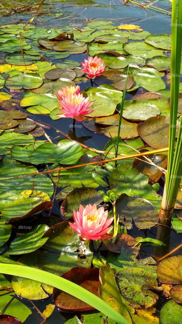 Water lilies