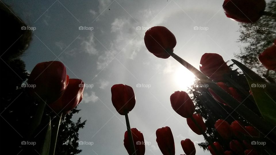 tulip sky. this was taken in mt. vernon wa