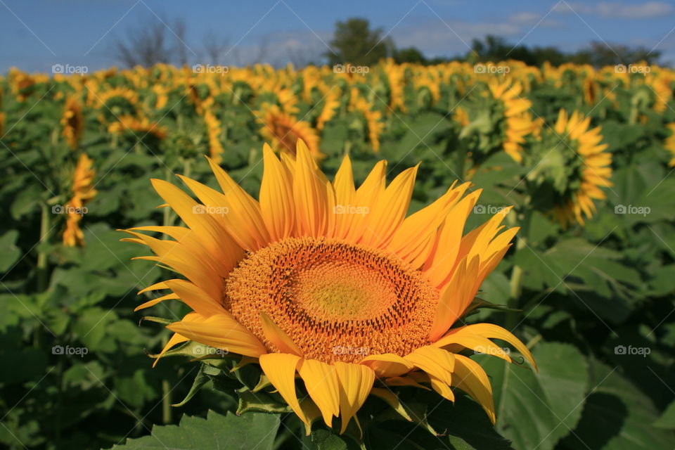 Sunflowers 