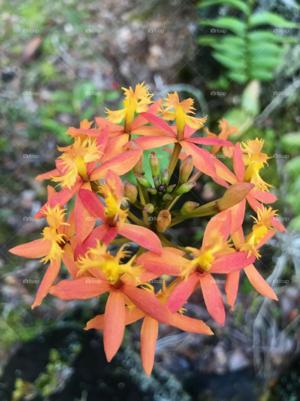 Vibrant mini Orchid cluster