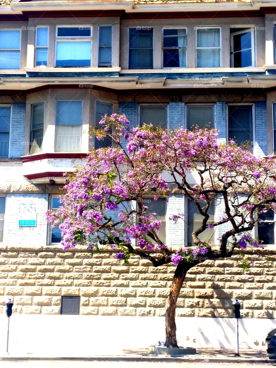 Urban gardens. A beautiful jacaranda tree! Look up!