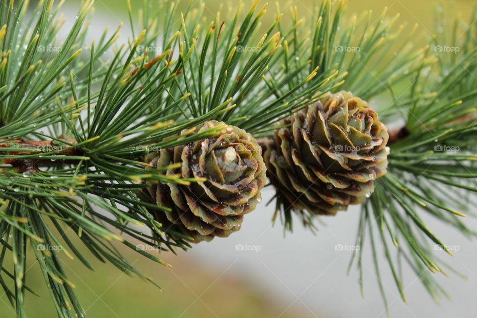 Pine cones 