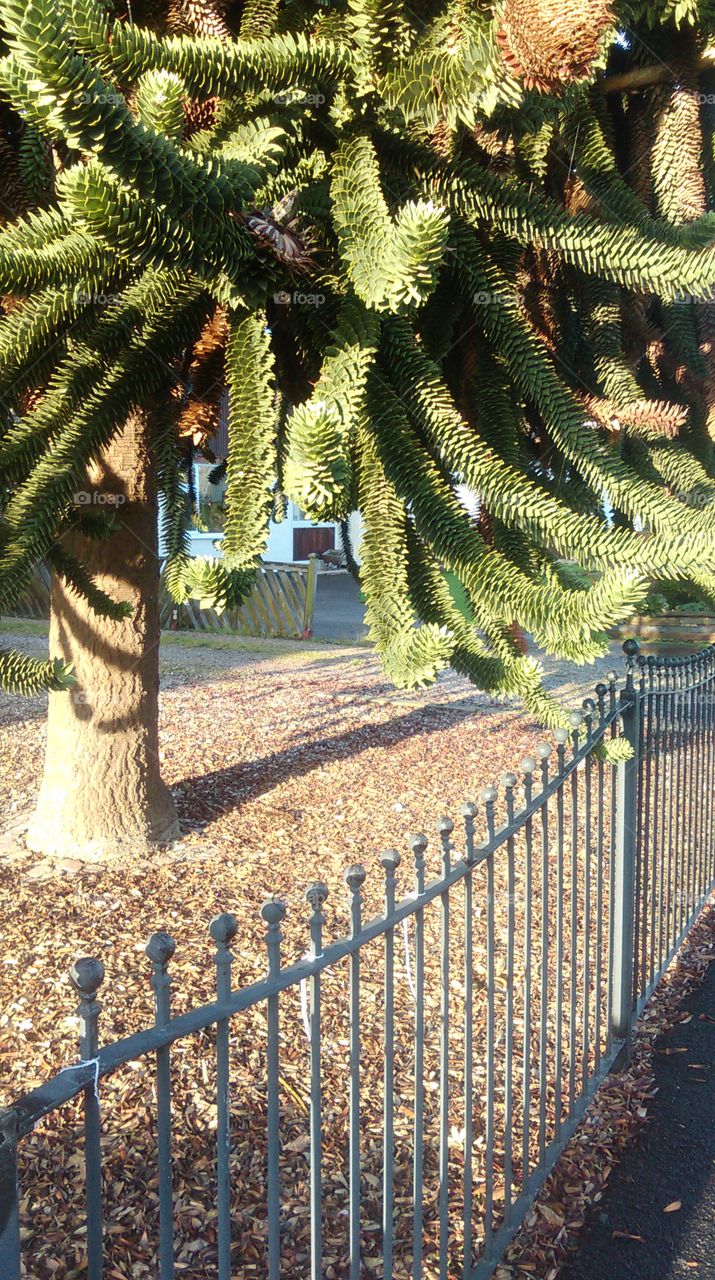 monkey puzzle