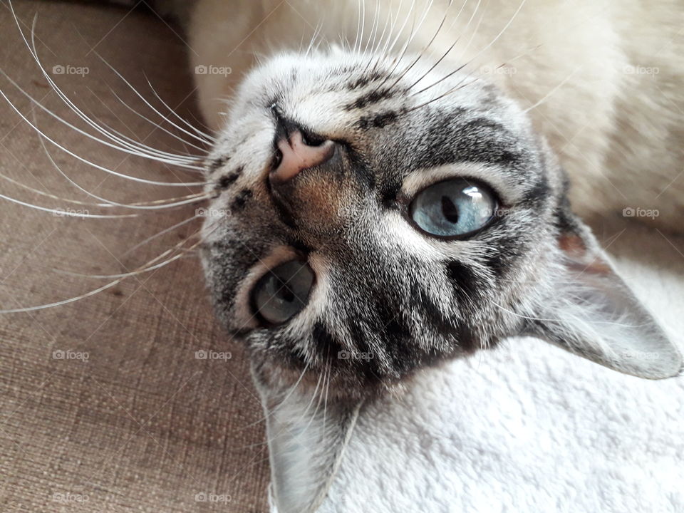 my cat Viola on the sofa