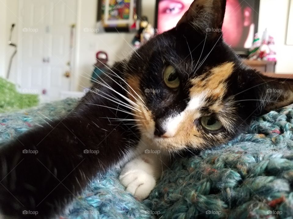 Playful Kitty, Greta