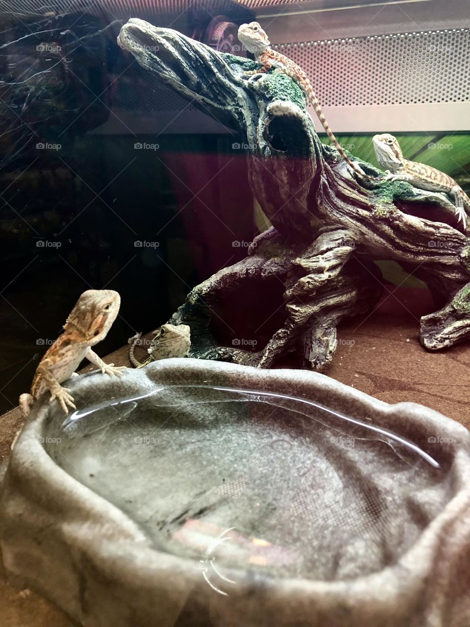 Cool looking bearded lizards at the Pet store 🦎