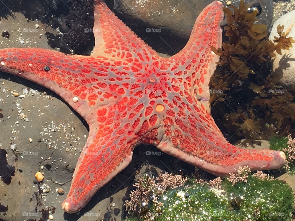 Sea star at a tide pool in California. 