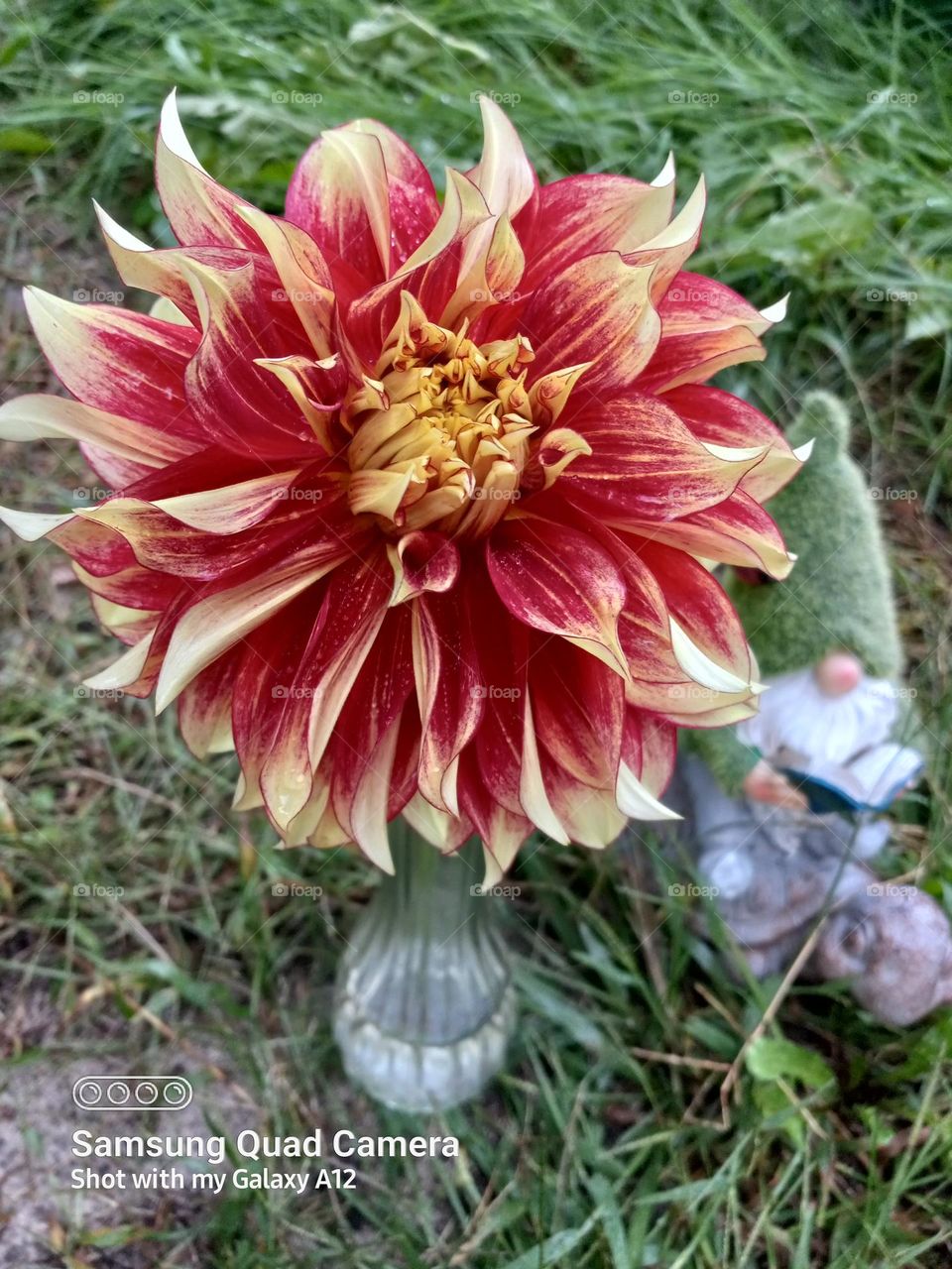 just a gnome photo bombing the dahlias