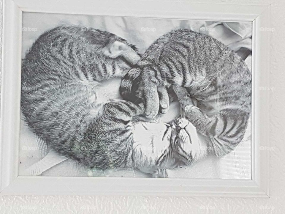 Kitten Herz