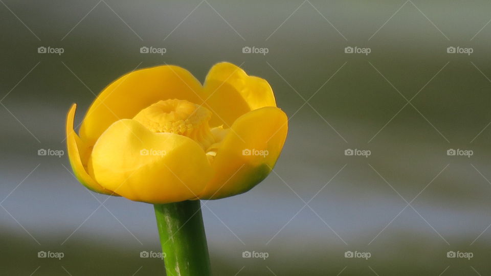 Yellow water lily