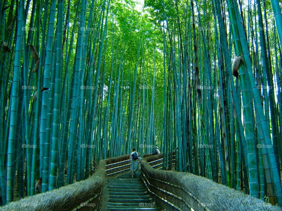 Bamboo Japan...