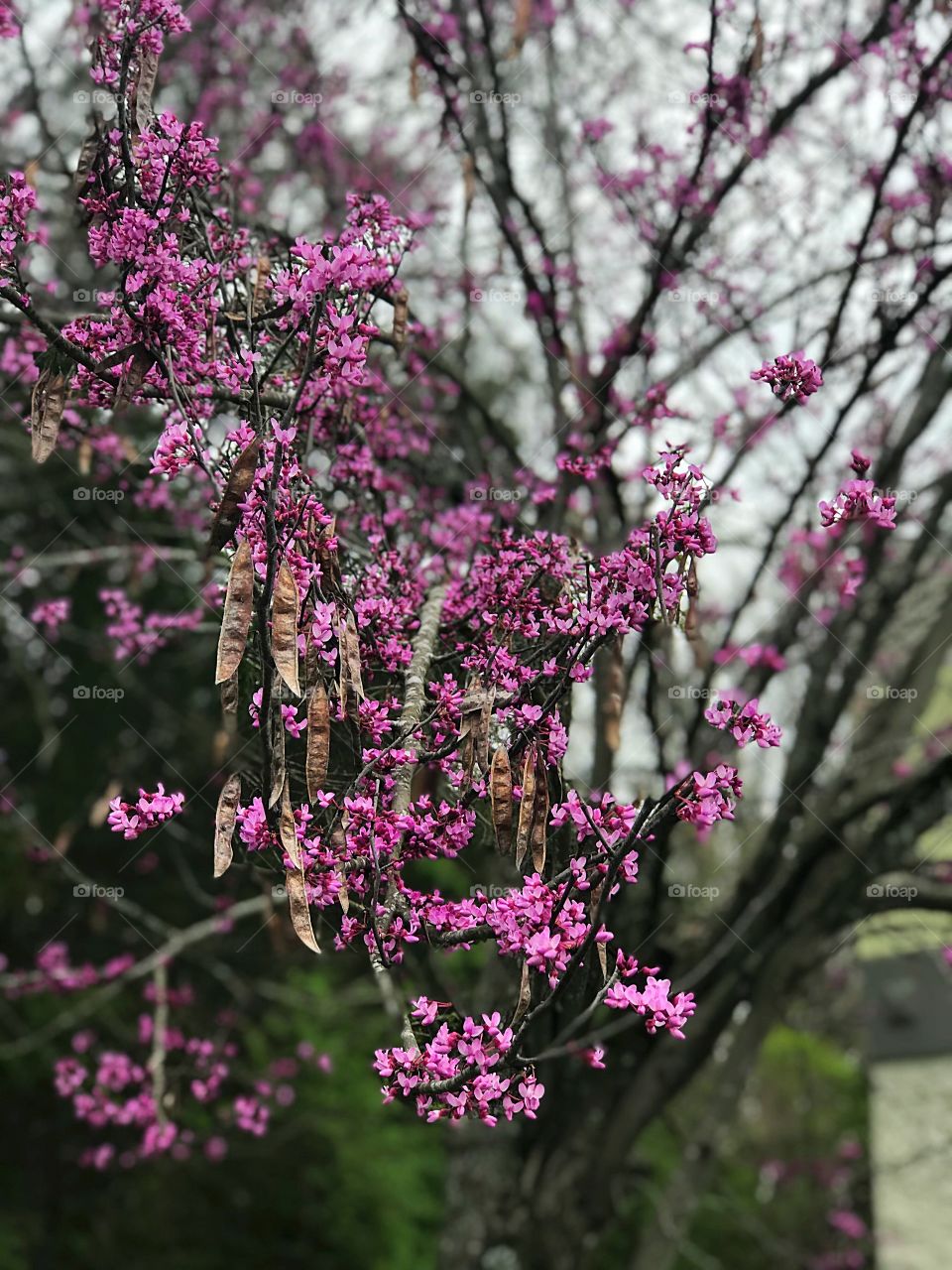 Redbud Tree first bloom of Spring