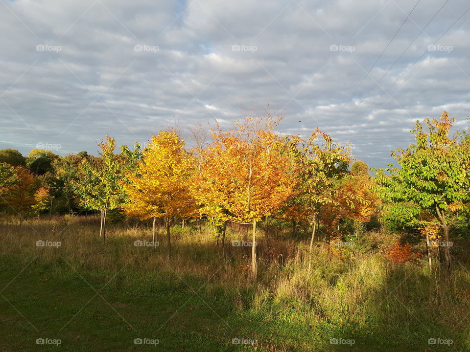 Fall, Tree, Landscape, Leaf, Nature