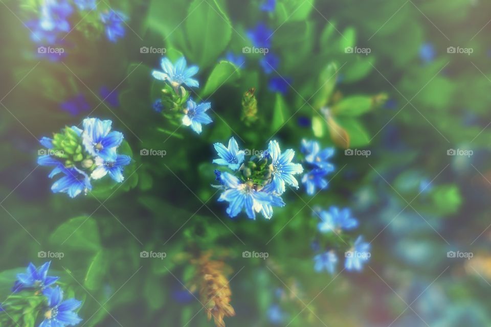Tiny blue flowers