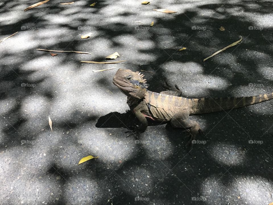Lizard in the sun