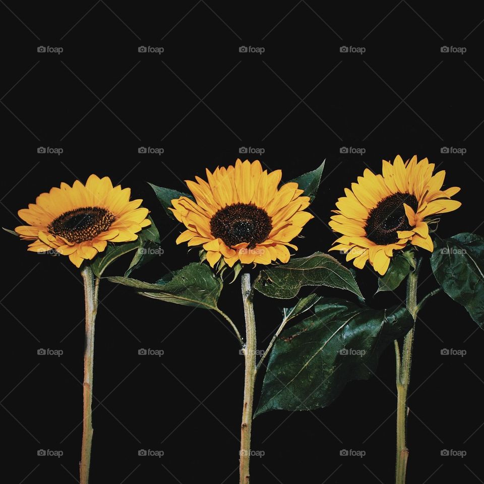 sunflowers 