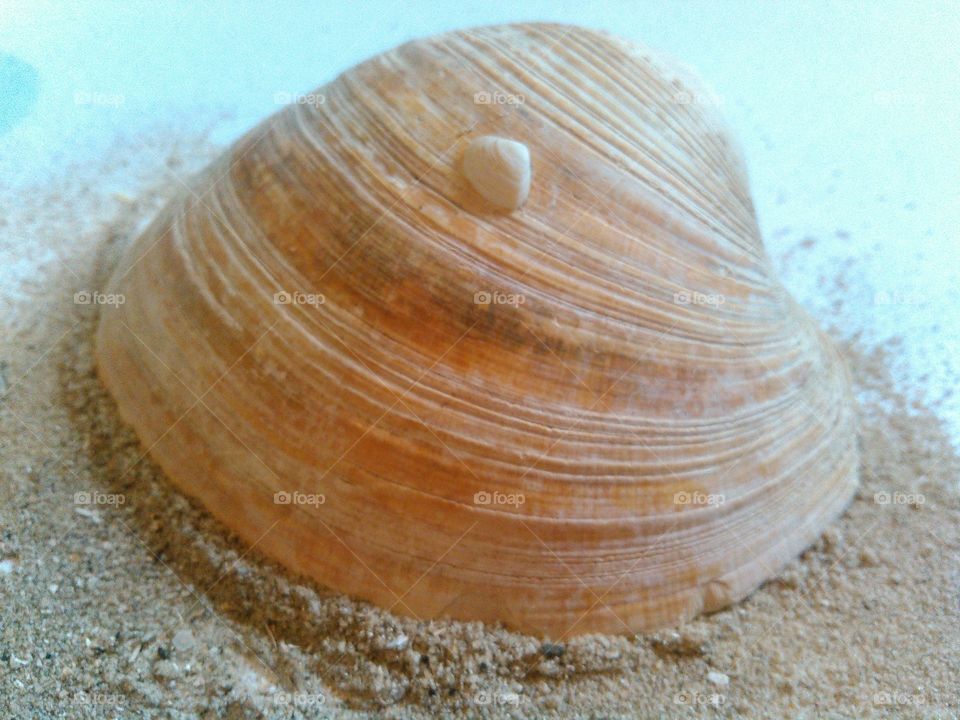 Little shell on a big shell