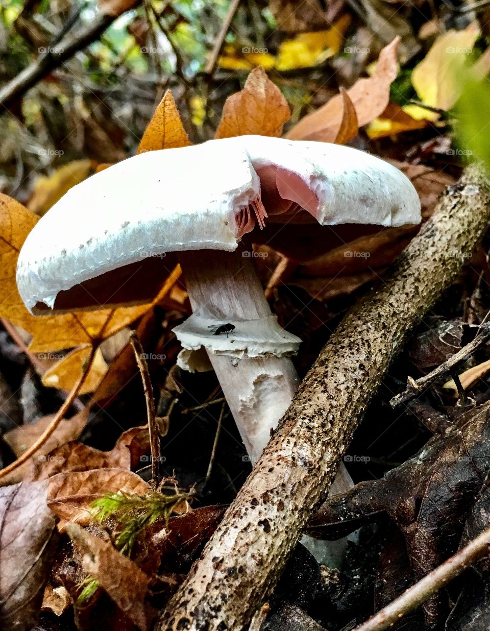 Perfect imperfections 