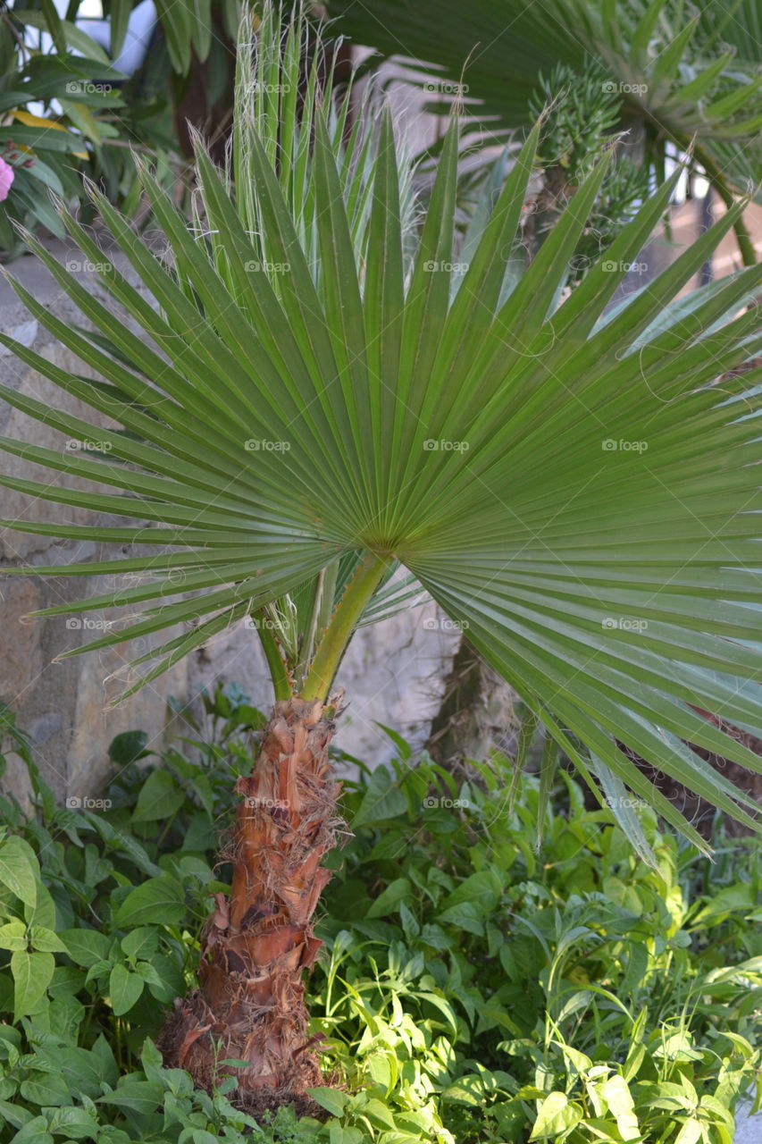 palm
